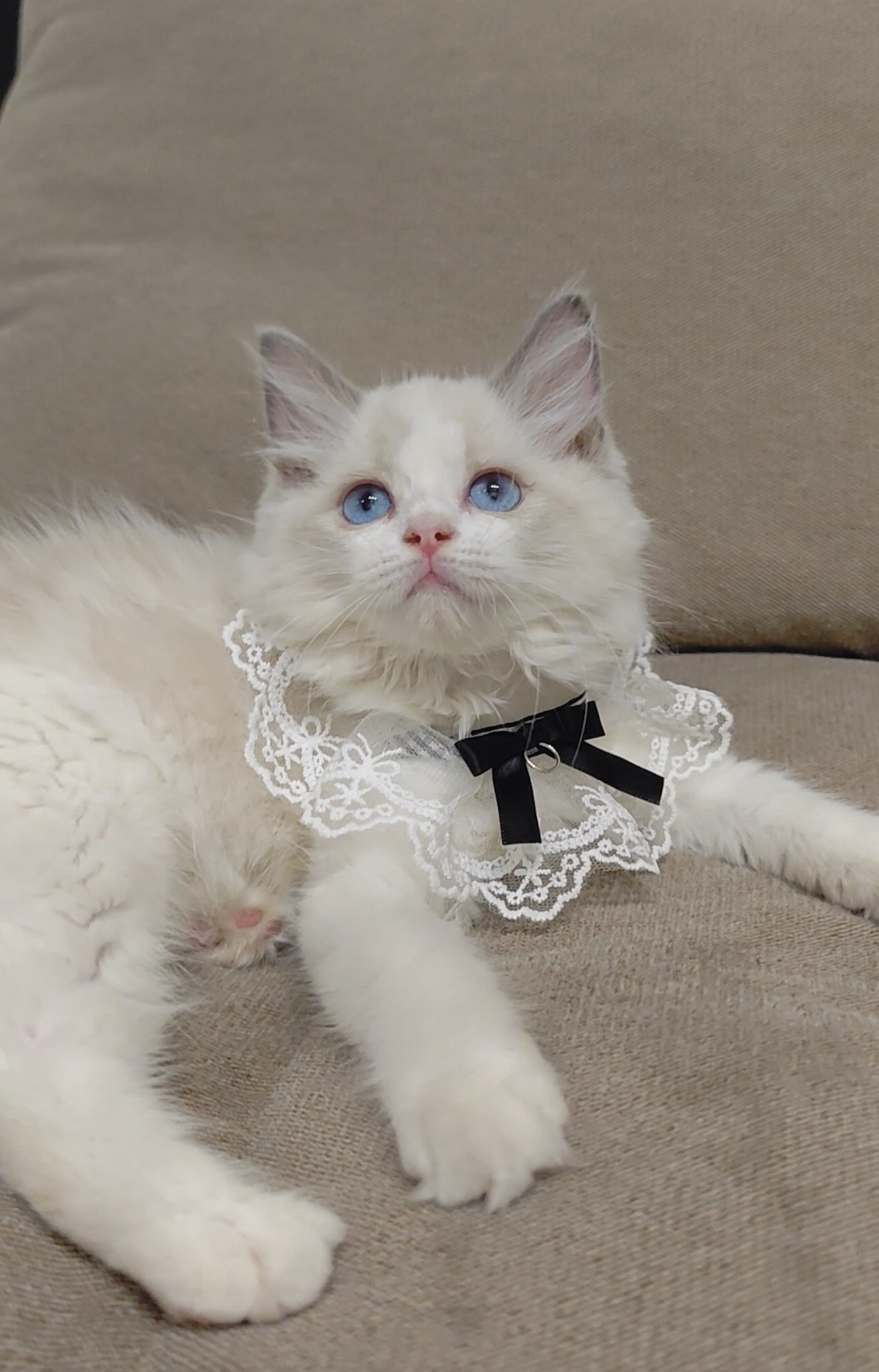 蓝双布偶猫妹妹